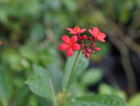 深圳花卉苗圃肥料与花卉鱼鸟市场的魅力深圳花卉鱼鸟市场在哪